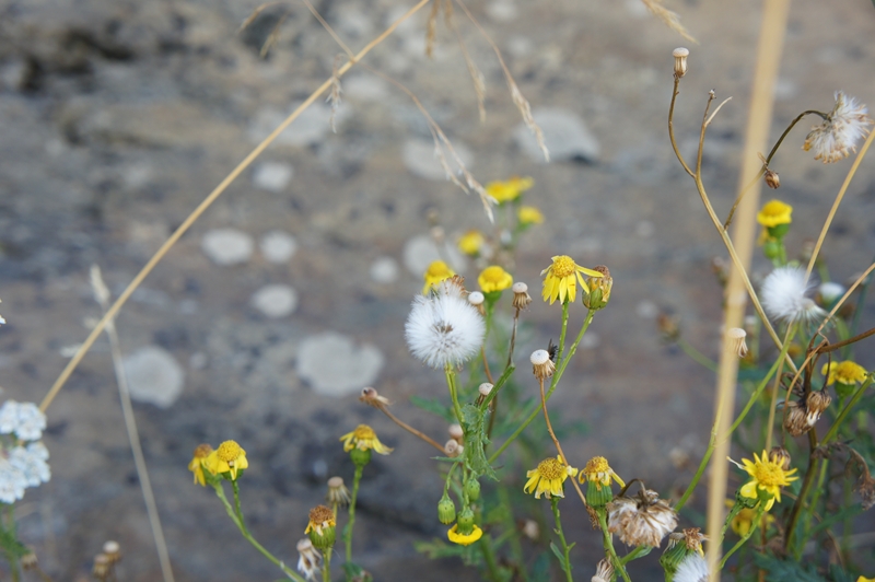 この花は日本で見たことがない花でした。